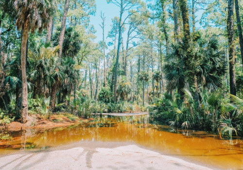 The Best Restaurants in Southeast SC with a View of the Marsh or Wetlands
